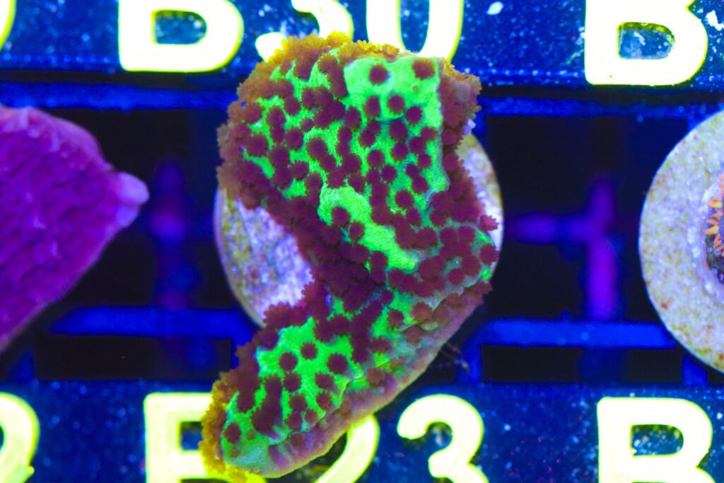 Frag Box Corals