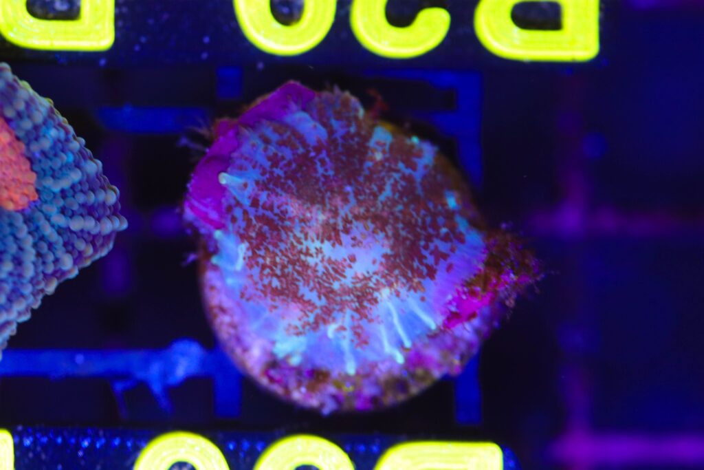 Frag Box Corals
