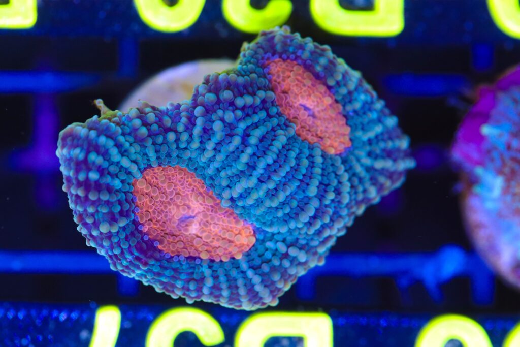 Frag Box Corals