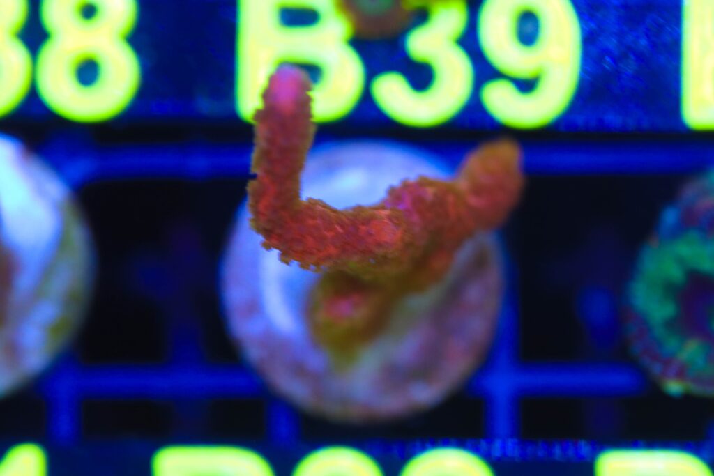 Frag Box Corals