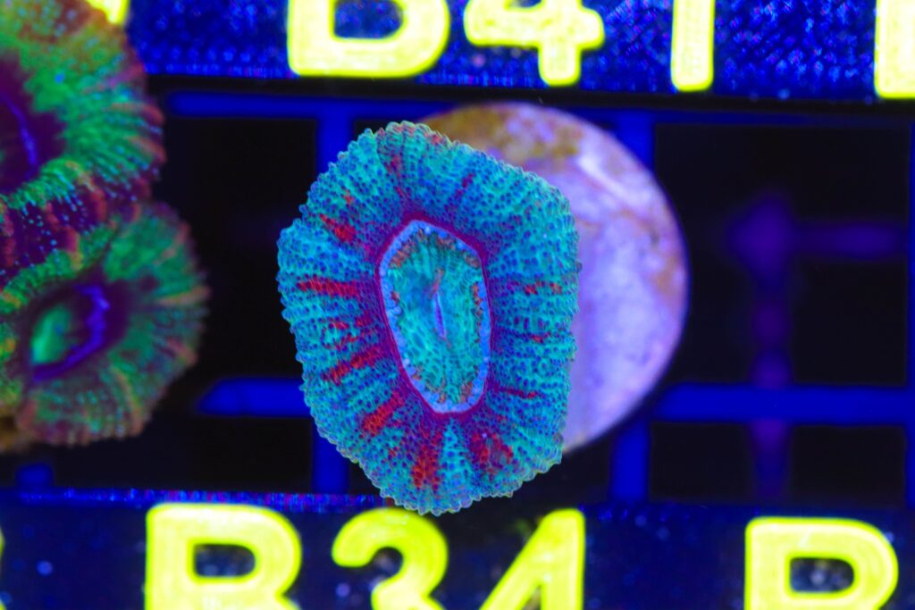 Frag Box Corals
