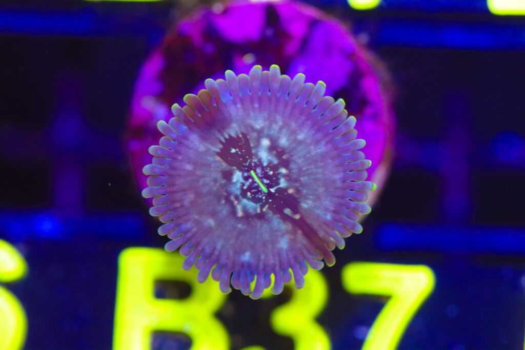 Frag Box Corals