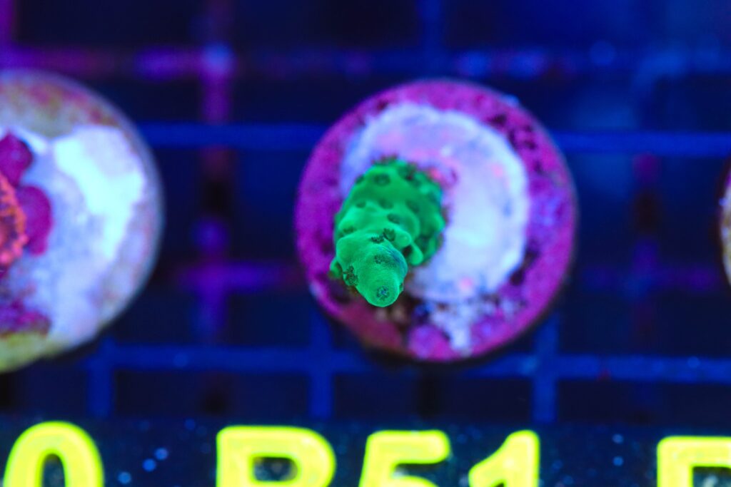 Frag Box Corals