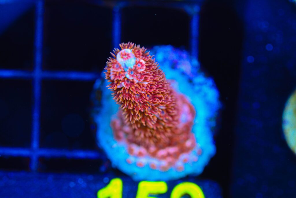 Frag Box Corals