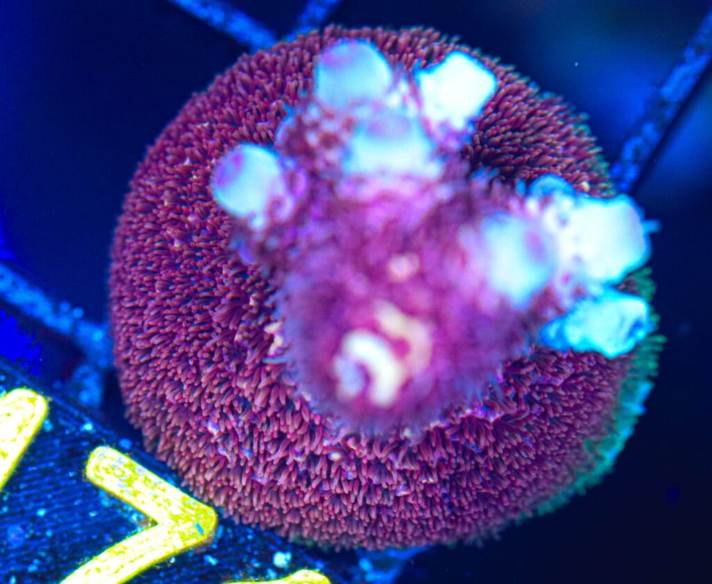 Frag Box Corals