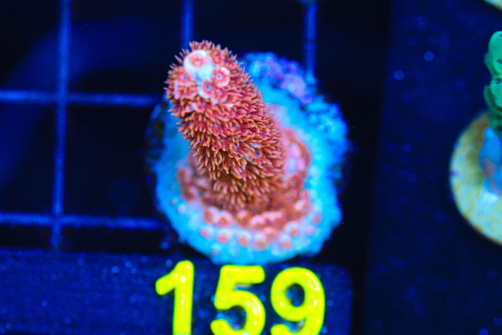 Frag Box Corals