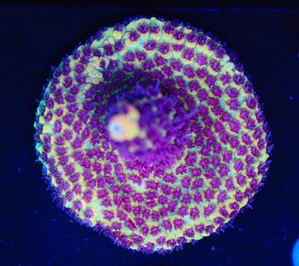 Frag Box Corals