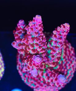 Tierra De Fuego Acropora