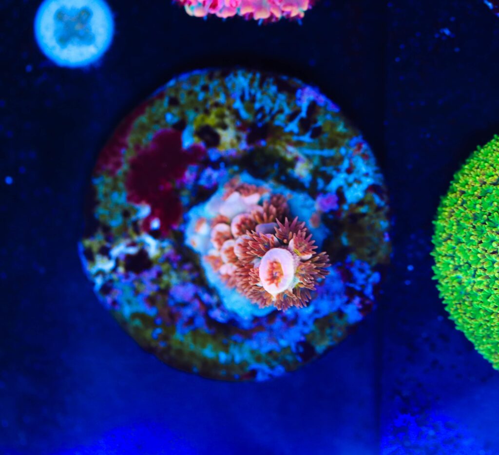Frag Box Corals