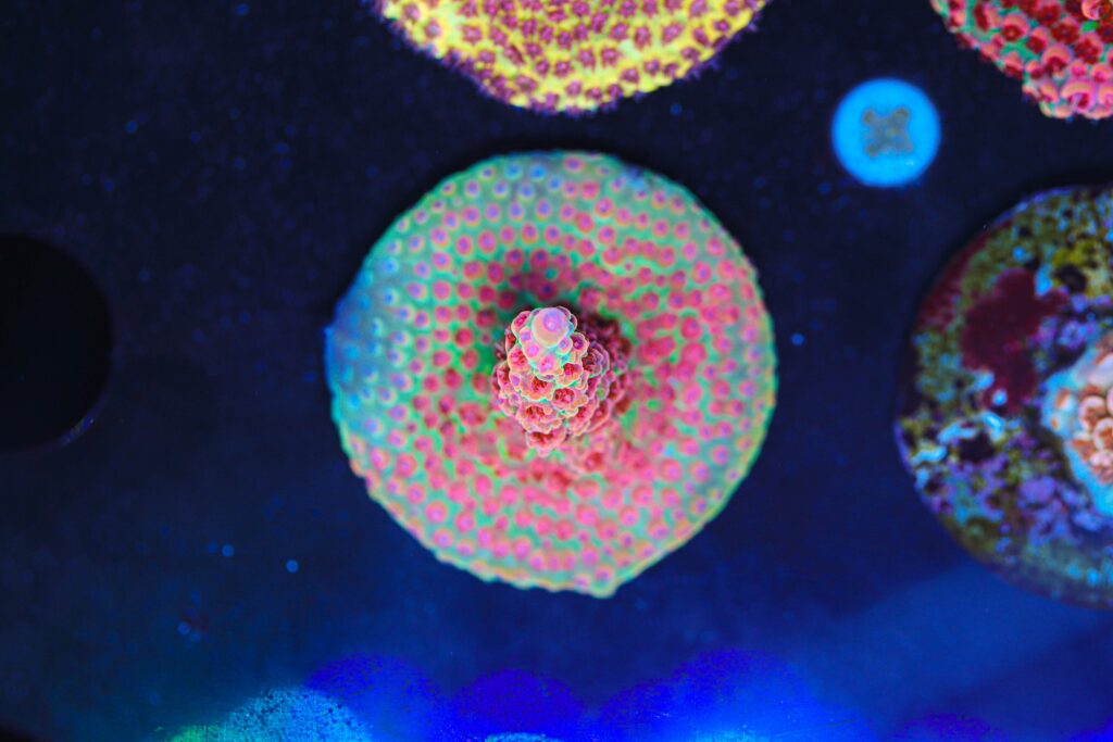 Frag Box Corals