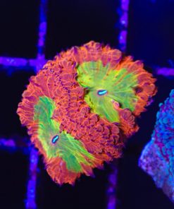 Flamethrower Blastomussa