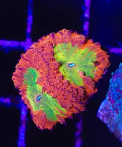 Flamethrower Blastomussa