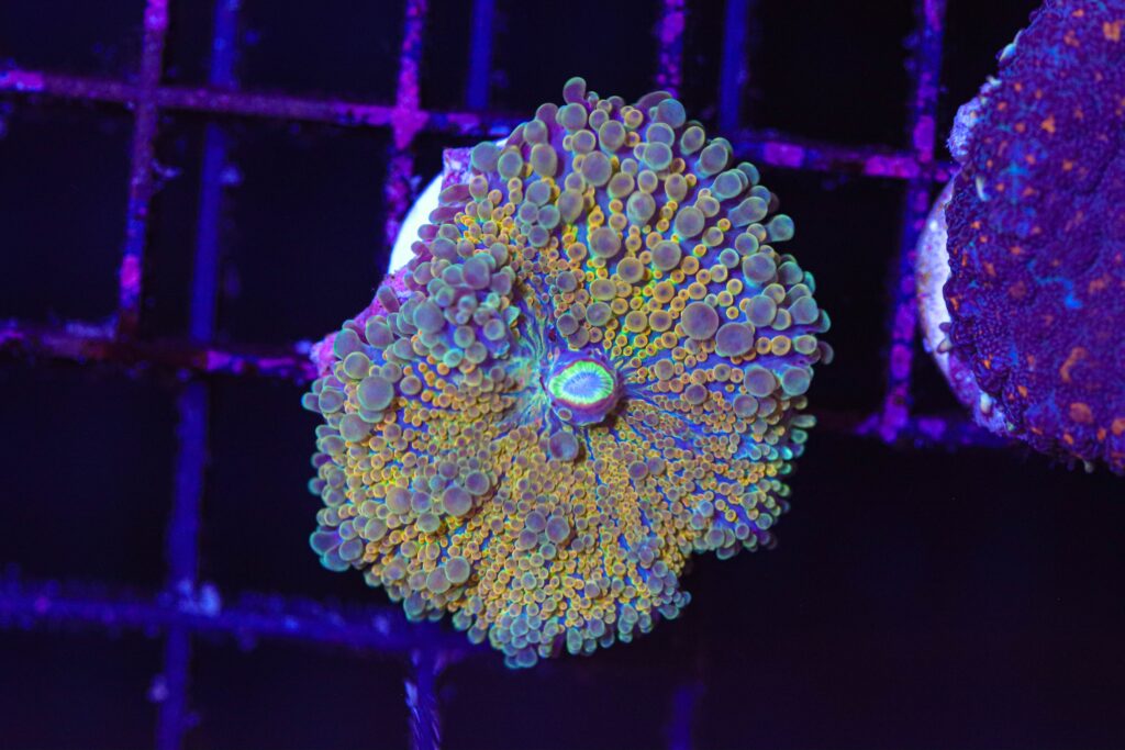 Frag Box Corals