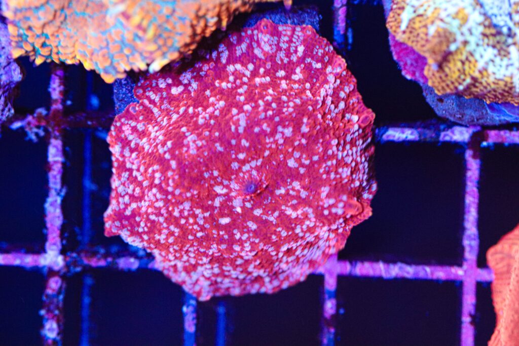 Frag Box Corals