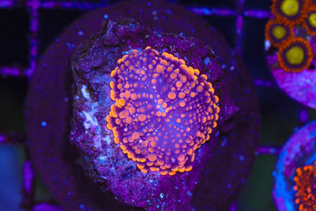 Frag Box Corals
