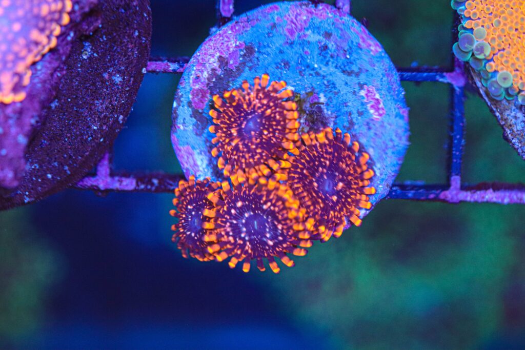Frag Box Corals