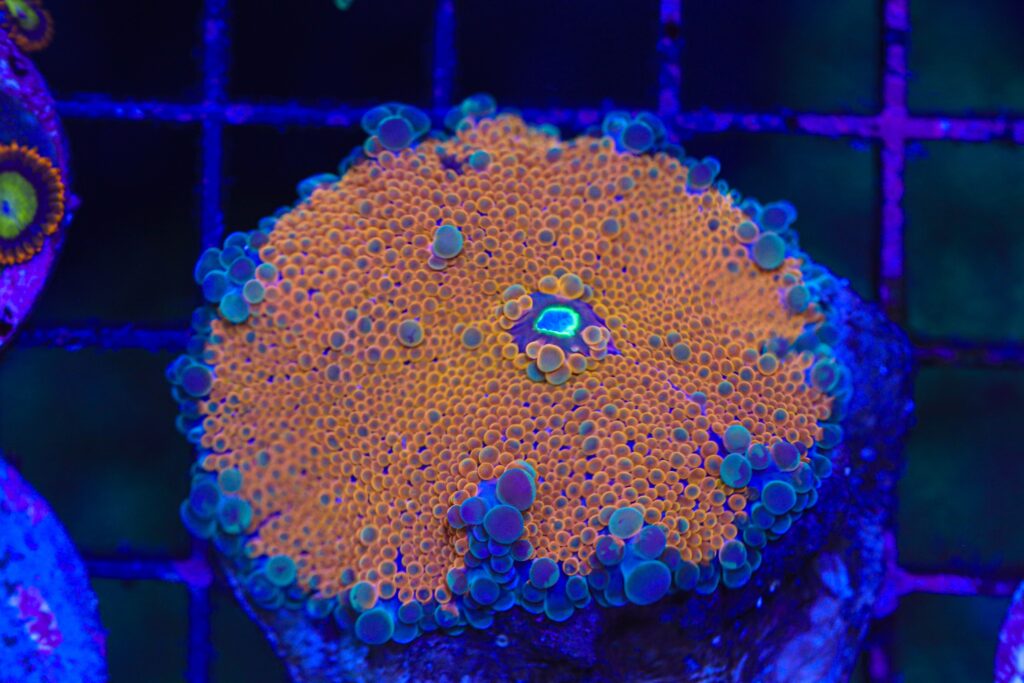 Frag Box Corals
