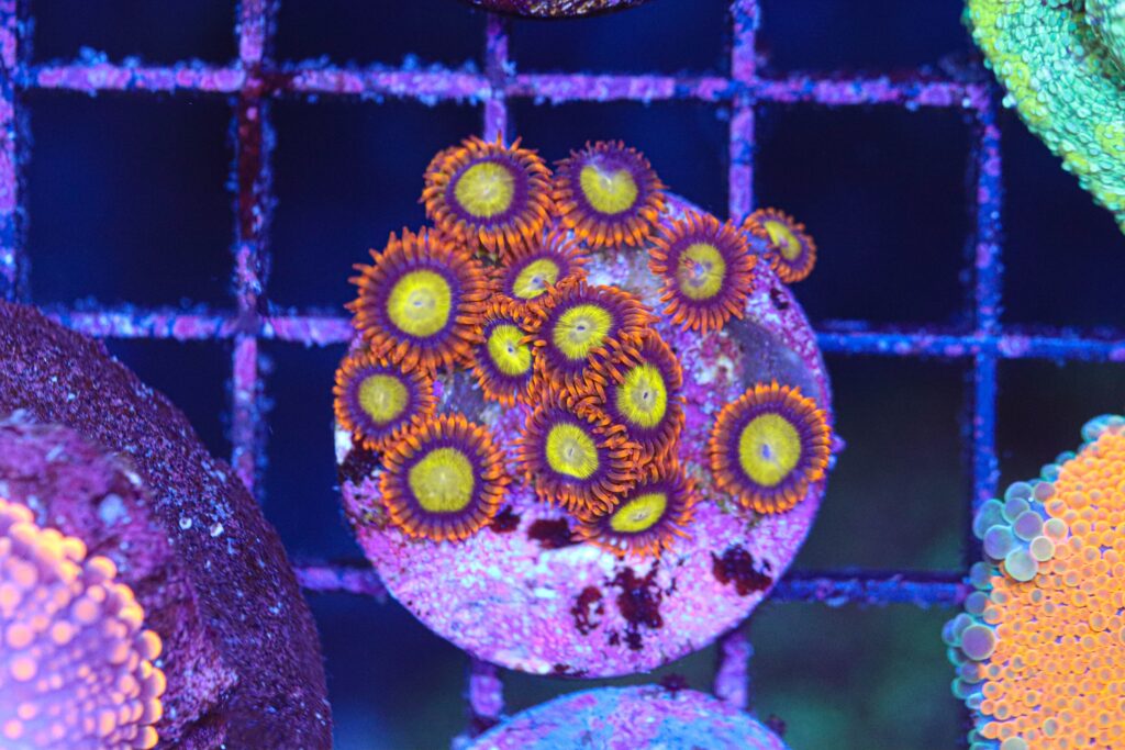 Frag Box Corals