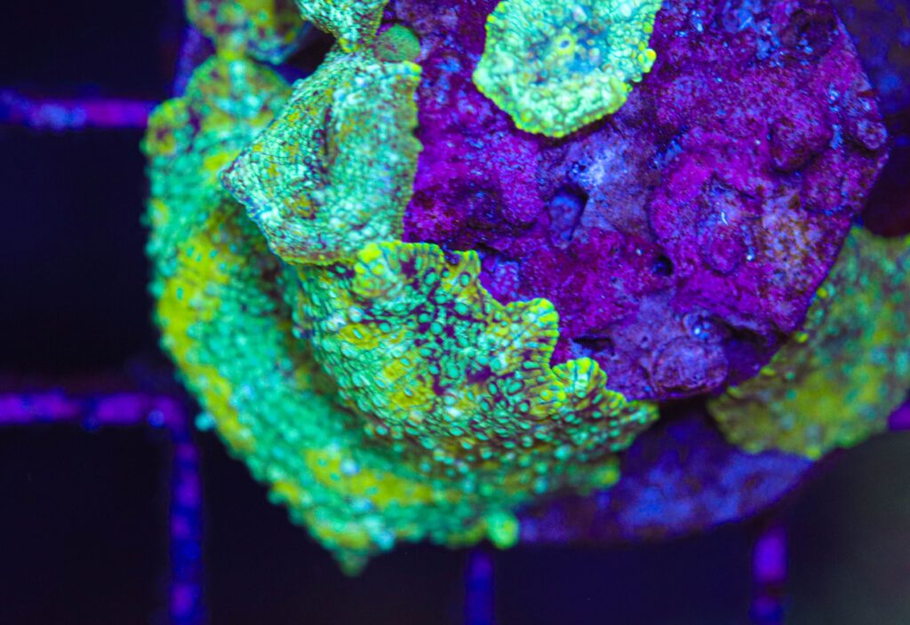 Frag Box Corals