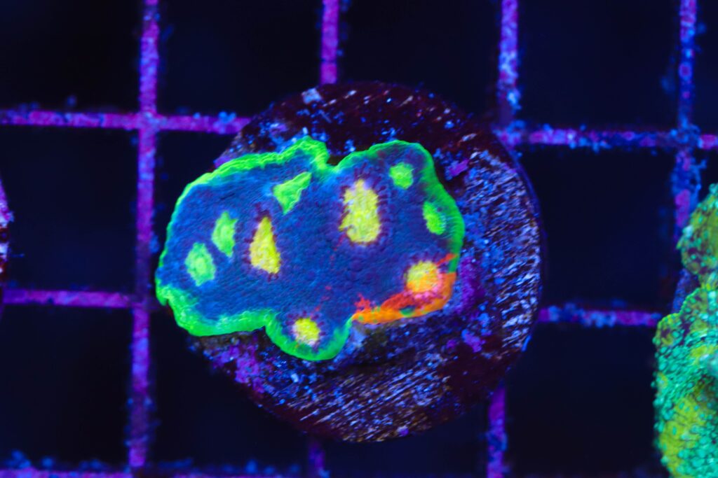 Frag Box Corals