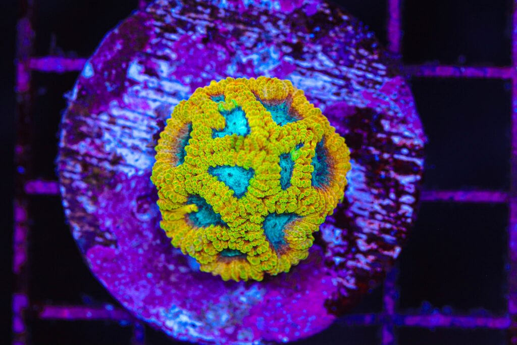 Frag Box Corals
