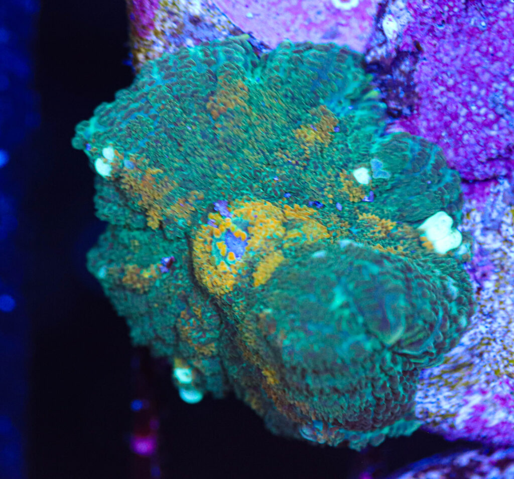 Frag Box Corals
