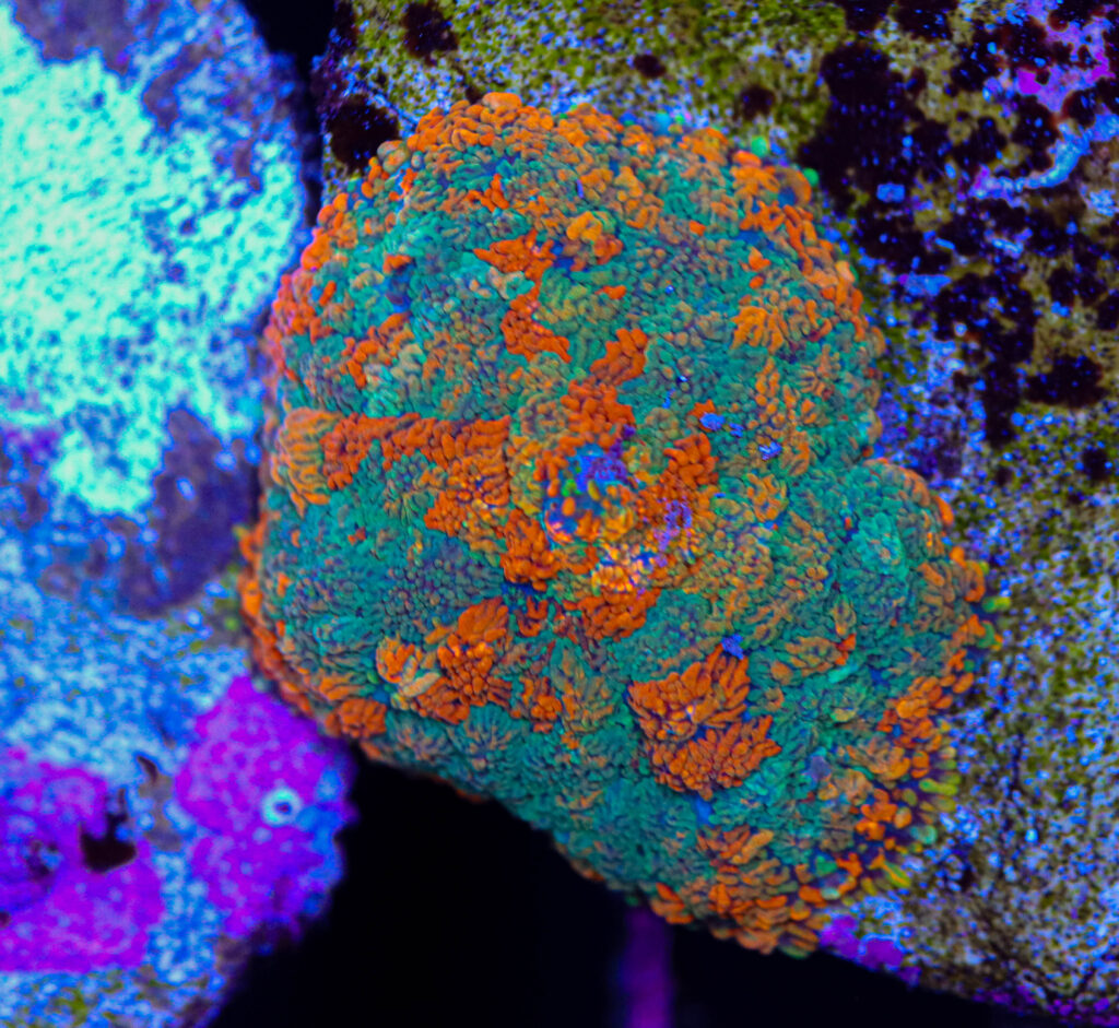 Frag Box Corals