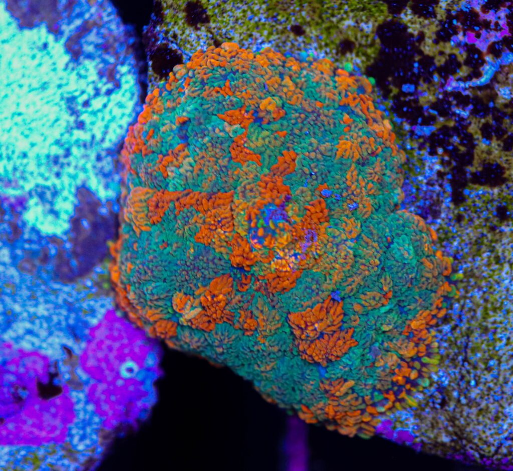 Frag Box Corals