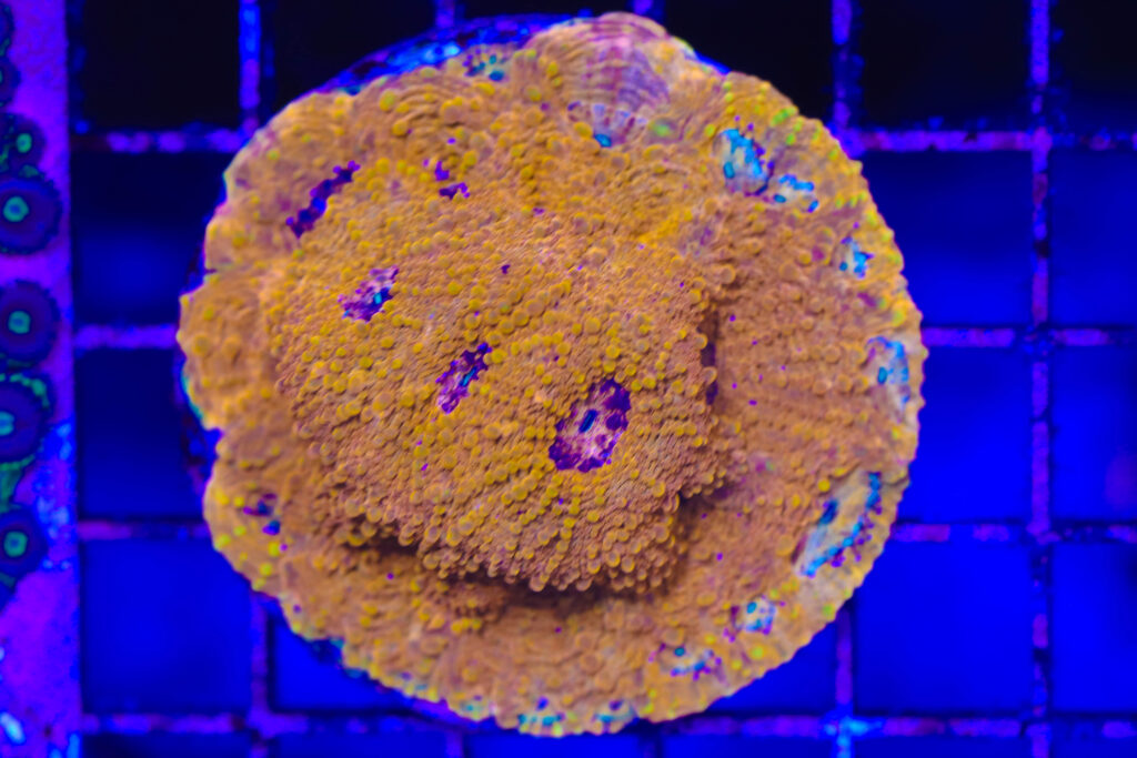 Frag Box Corals
