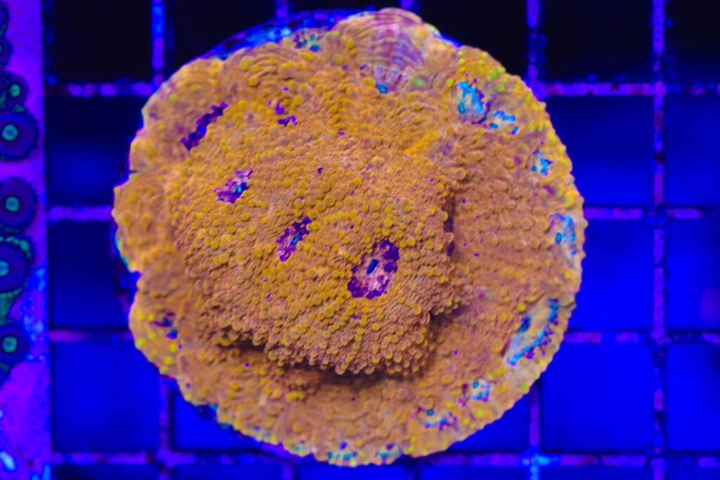 Frag Box Corals