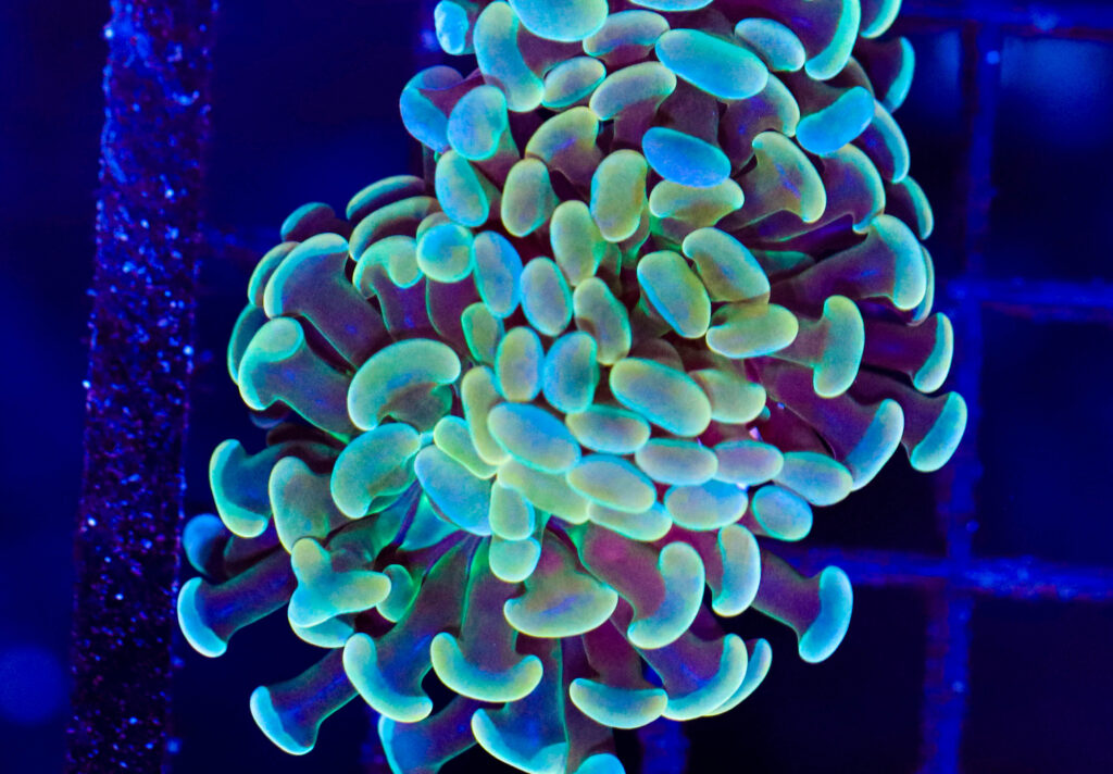Frag Box Corals