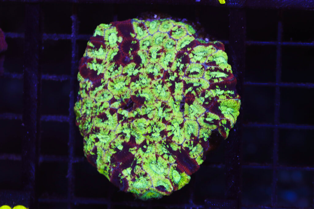 Frag Box Corals