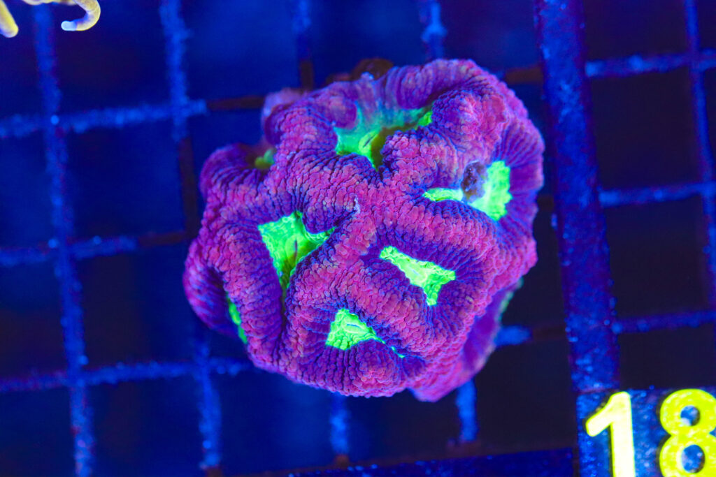 Frag Box Corals