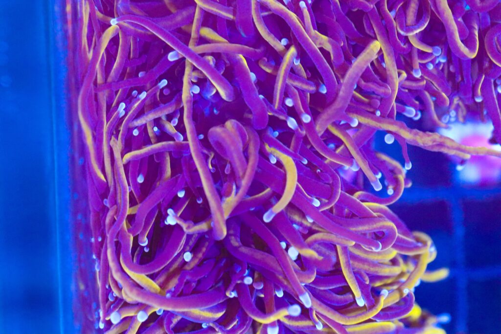 Frag Box Corals