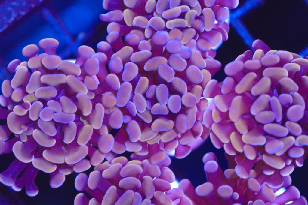 Frag Box Corals