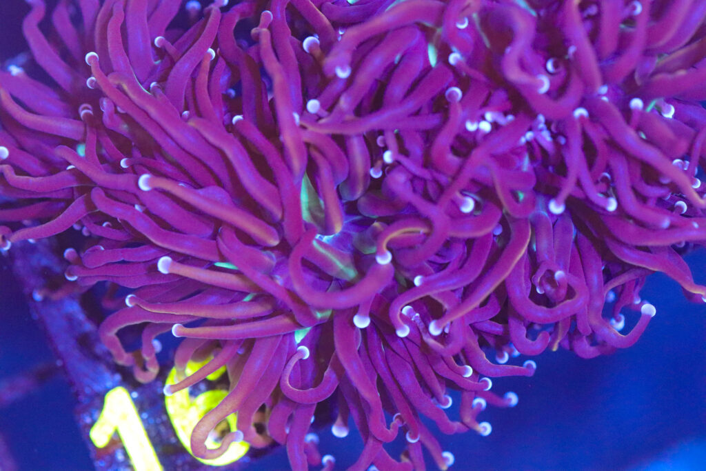Frag Box Corals