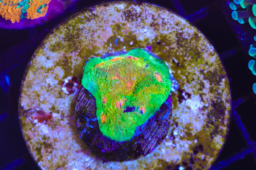 Frag Box Corals