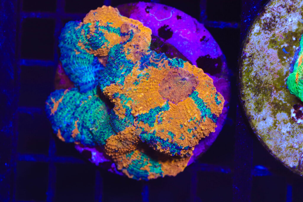 Frag Box Corals