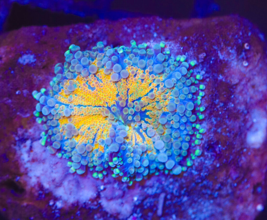 Frag Box Corals