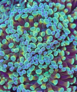 Emerald Gold Hammer Coral Frag