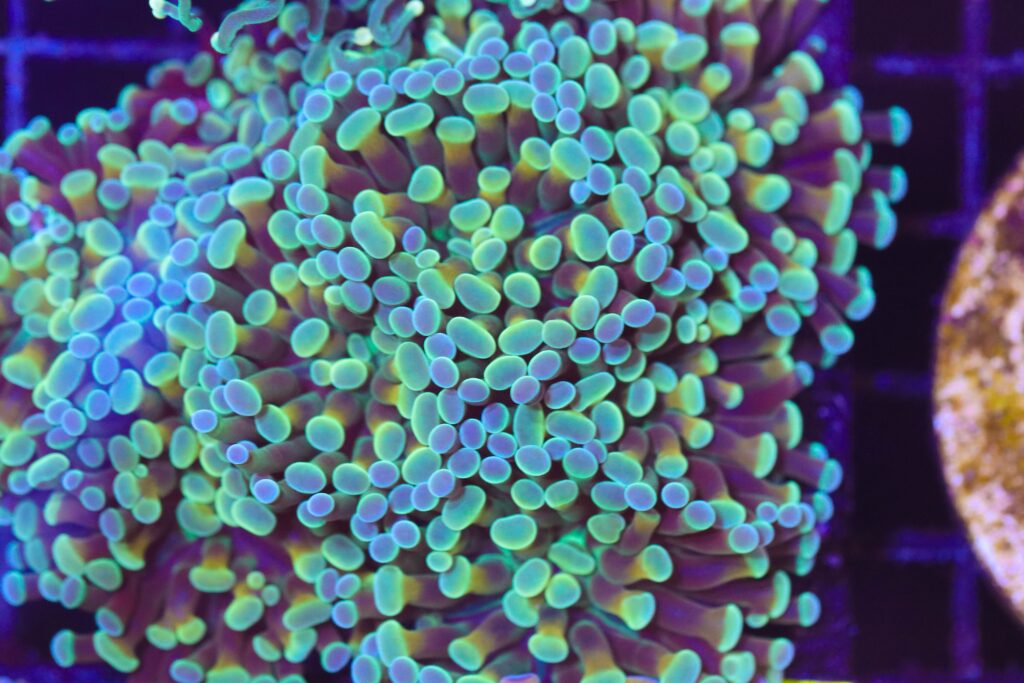 Frag Box Corals