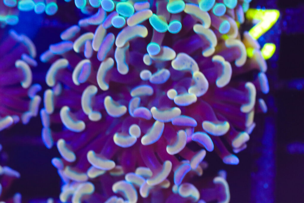 Frag Box Corals