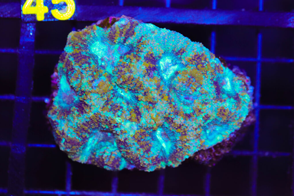 Frag Box Corals