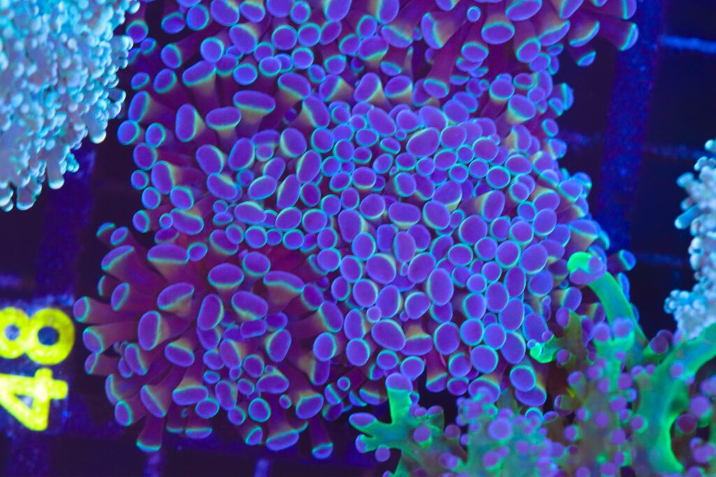 Frag Box Corals