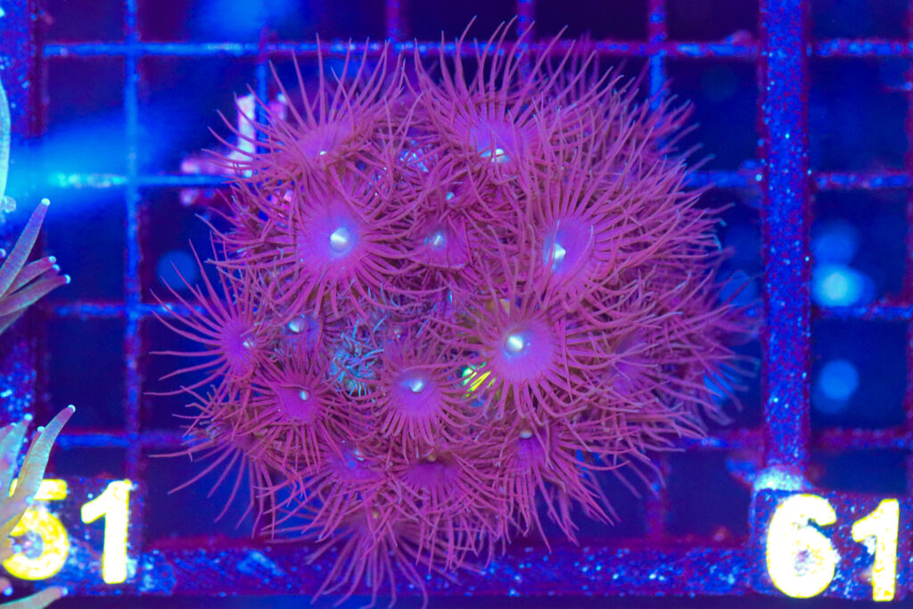 Frag Box Corals