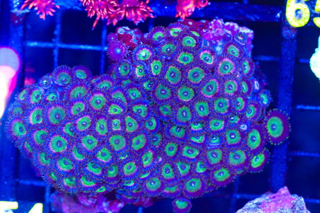 Frag Box Corals