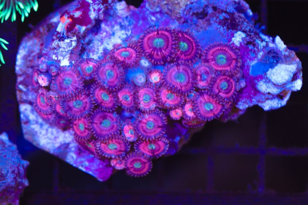 Frag Box Corals