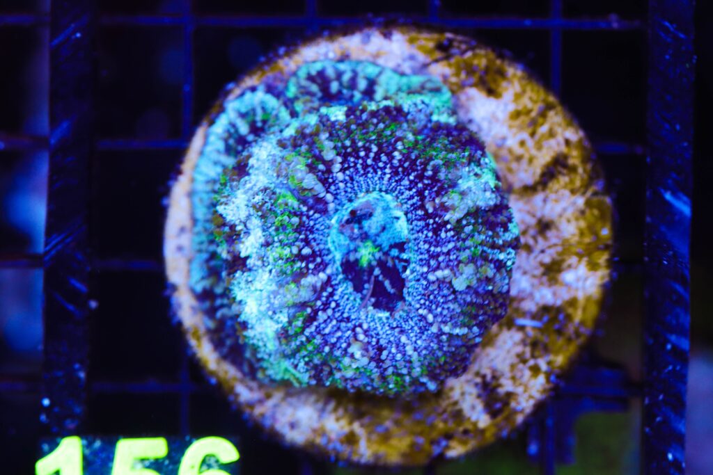 Frag Box Corals