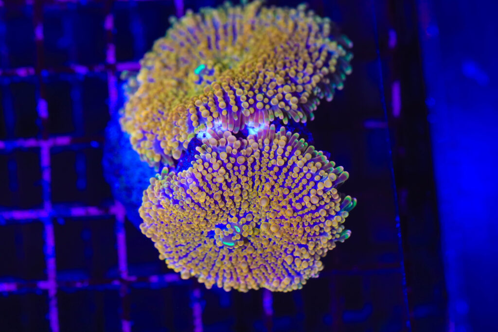 Frag Box Corals