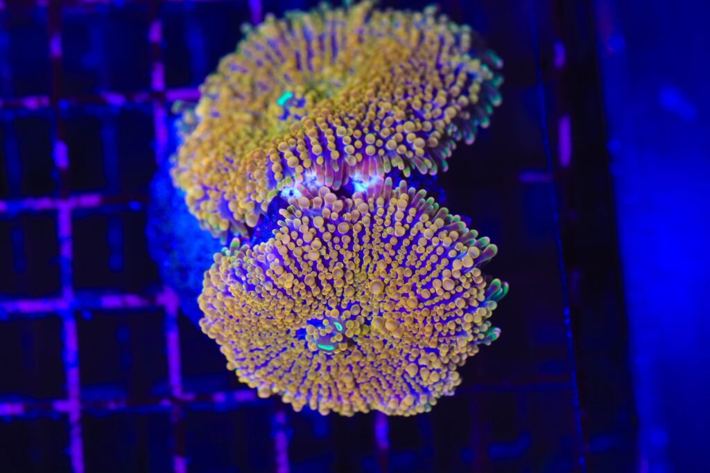 Frag Box Corals